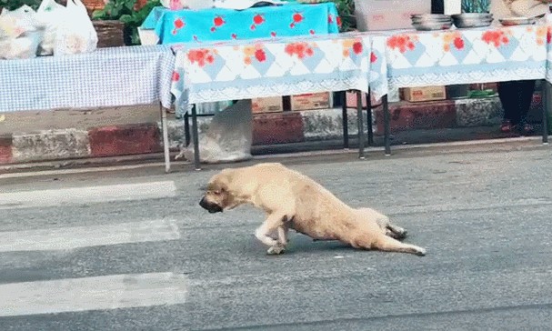 解谜：为何马路上被碾死的狗比猫多