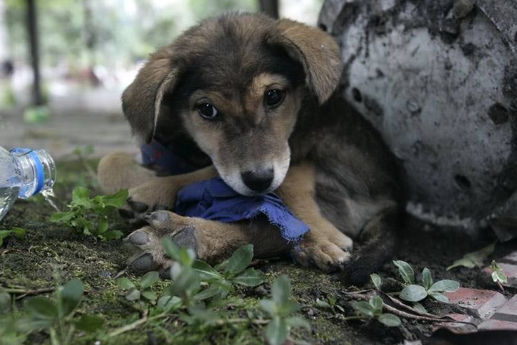 解谜：为何马路上被碾死的狗比猫多