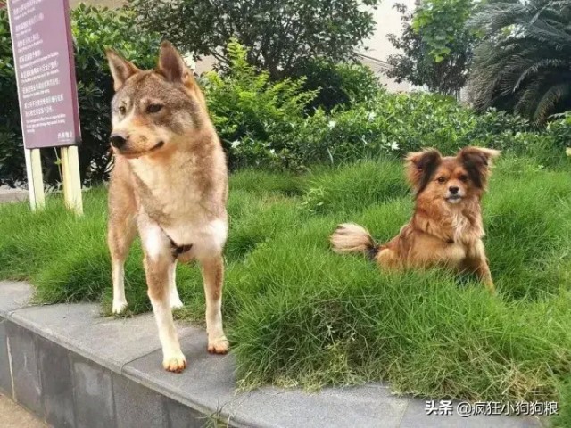 网友晒自家土狗照片真的被这只田园犬帅到了