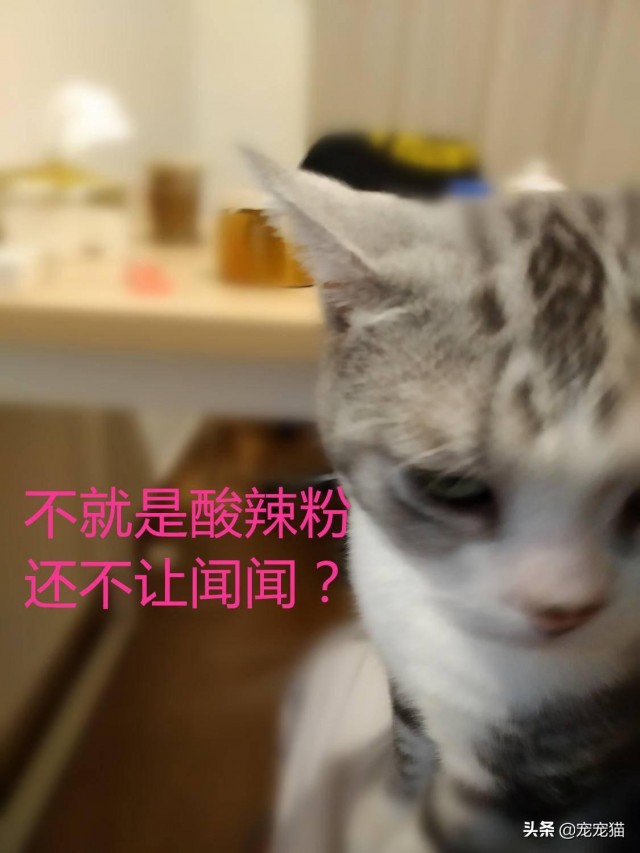 有些猫已经不把自己当成猫了