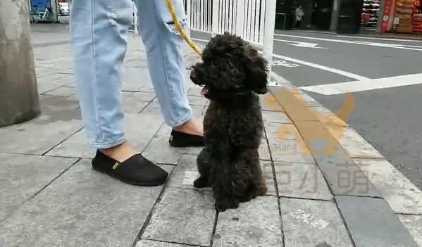 广州泰迪咬伤家人训犬师不收钱训犬拯救差点被丢弃的狗