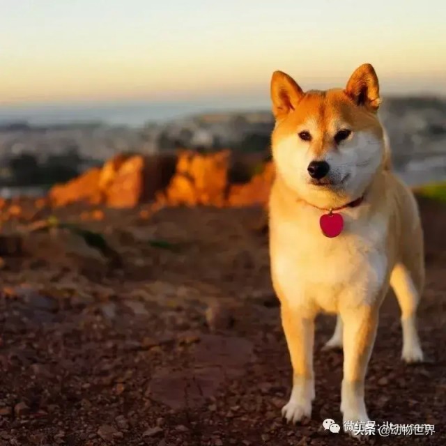 世界犬种-柴犬