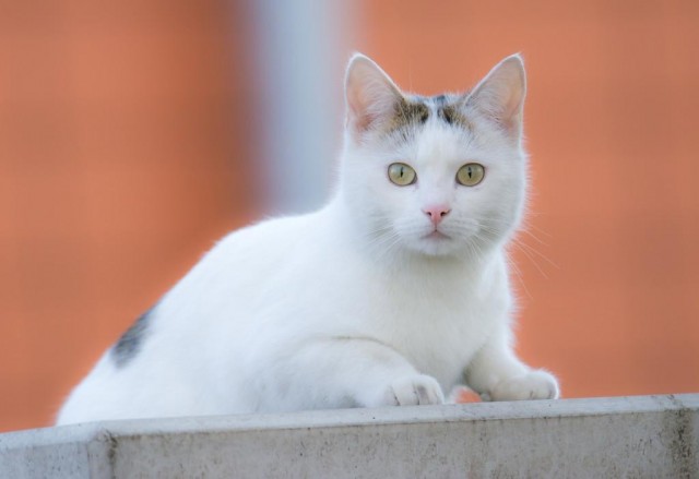 宠物猫种类繁多，价格昂贵，因为乖巧好养适合大众家庭，宠物猫的饲养方式