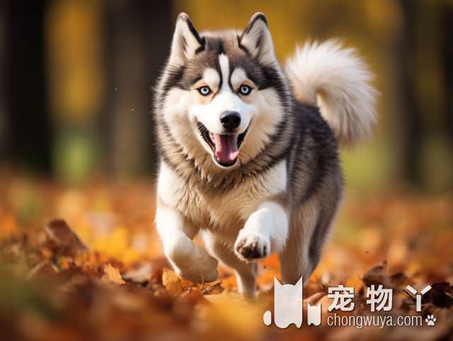 斗牛犬的优缺点